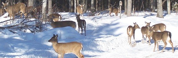 deer at sporting camp in winter deer at sporting camp in winter
