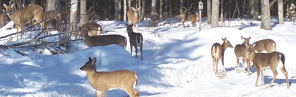 deer at sporting camp in winter