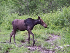 Maine Moose in Early Spring