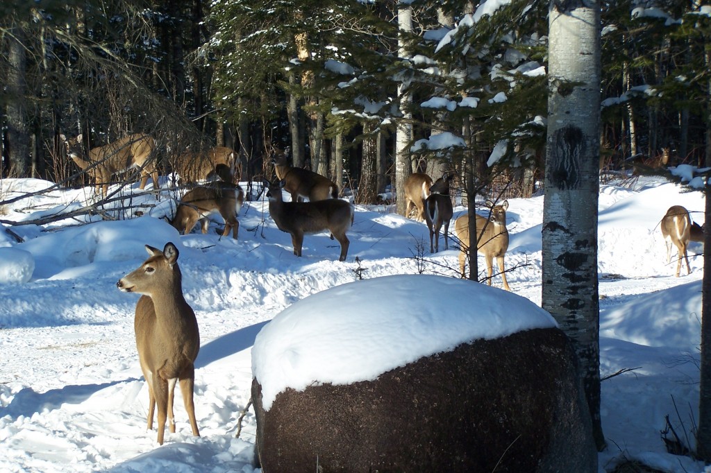 Whitetail Deer in wintering area February 2013